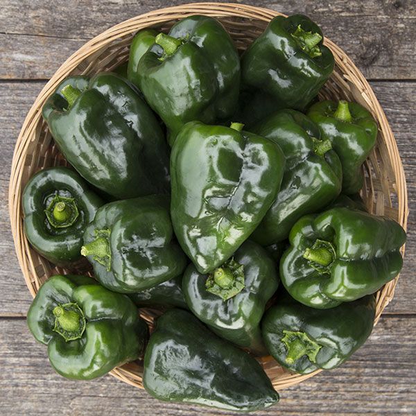 Ancho Poblano Hot Pepper - 1/64 ounce