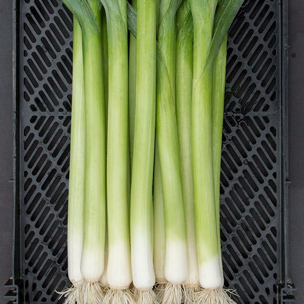 Alto Leek - 1/64 ounce